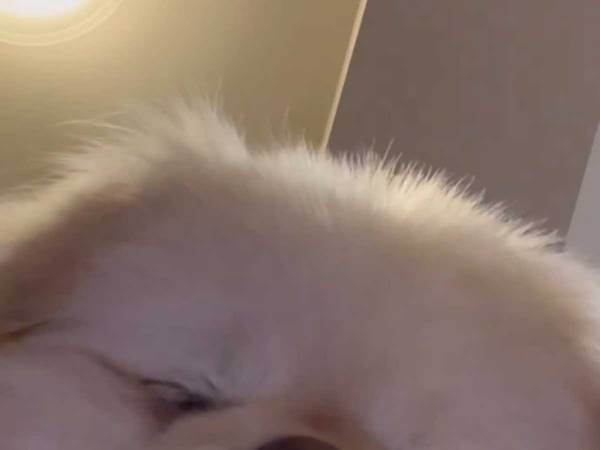 スマホが勝手に起動して…　映っていた動画に「お宝映像！」「一生見ていたい」