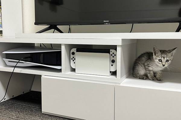 「まさに三種の神器」「私も欲しい」　PS5やSwitchに並び、テレビ下に収納されていたのは…？