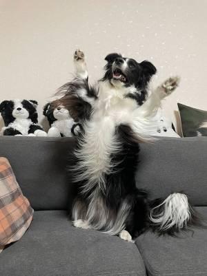 飼い主「フィギュアにして飾りたい」　まるで人のように喜ぶ、ボーダーコリーの写真がこちら