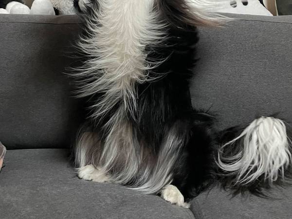飼い主「フィギュアにして飾りたい」　まるで人のように喜ぶ、ボーダーコリーの写真がこちら
