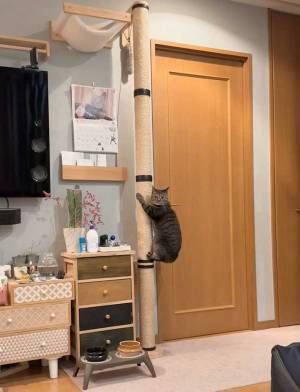 愛猫の姿に、爆笑のワケ　写真に「五度見した」「仕事を頑張れそう」