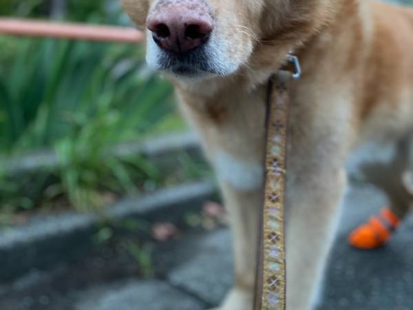 愛犬の散歩中、通りすがりの男性がため息　その後つぶやいた『ひと言』が？