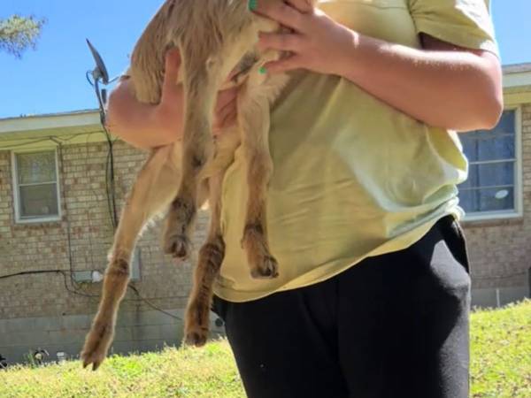 野良犬かと思ったら？　新居の庭に現れた『動物』にびっくり　「鳴き声で爆笑」