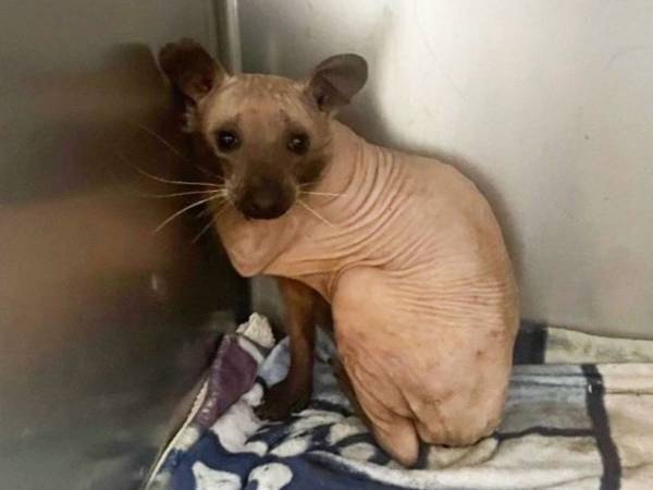 頑張って生きてきたんだね　毛のない『謎の動物』の正体に「想像もつかなかった」