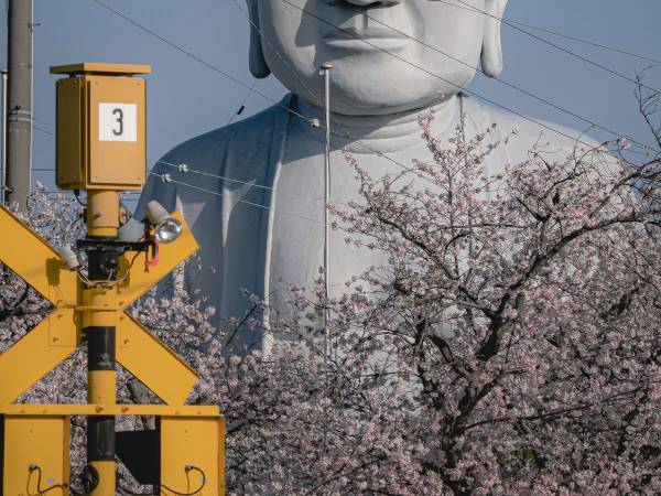 『満開の桜と大仏』を撮影したら？　写真に「爆笑した」「もうそれにしか見えない」