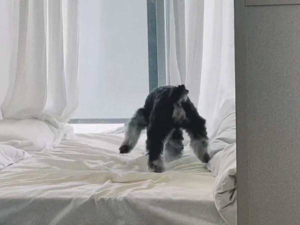 全力でベッドを掘る犬　まさかのオチに「職人技」「キュートすぎる」