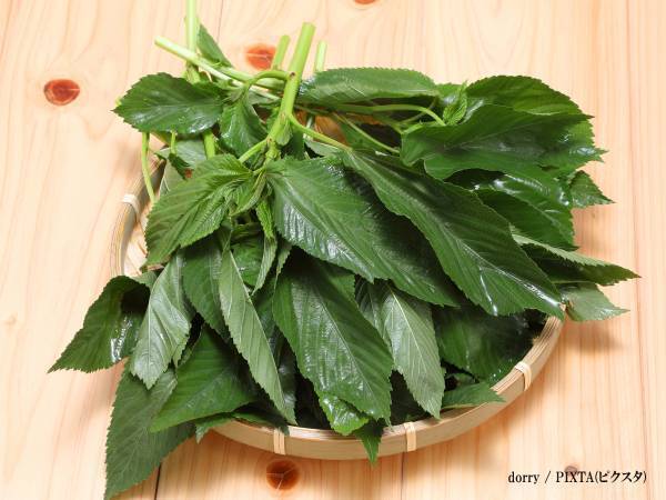 農林水産省「絶対に食べないで」　注意喚起に「知らなかった」「広まるべき」