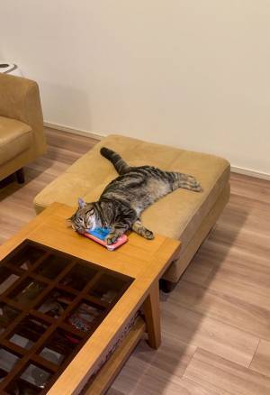 意外な『アレ』を枕にして寝る猫　そのかわいすぎる姿が、こちら