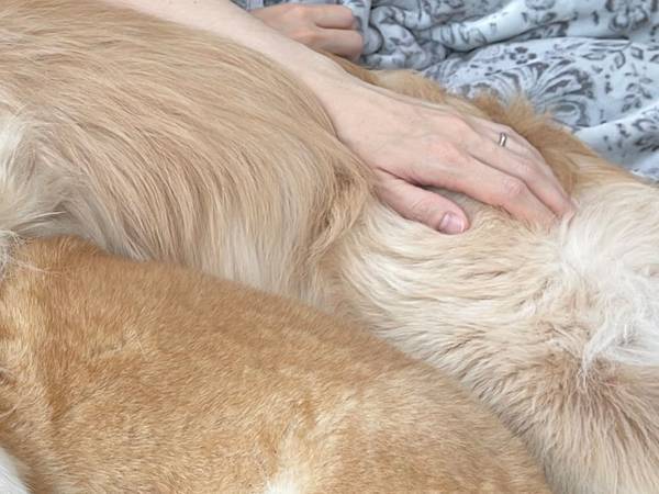 柴犬とゴールデンが夫を起こしに行くと…　まさかの光景に「幸せ」「完全に誘われたな」