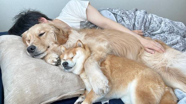 柴犬とゴールデンが夫を起こしに行くと…　まさかの光景に「幸せ」「完全に誘われたな」