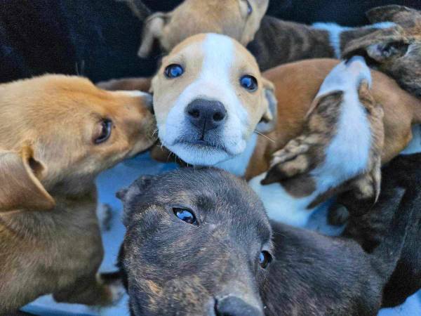 かわいい子犬の写真かと思ったら？　保護施設の投稿に怒りと悲しみの声が殺到