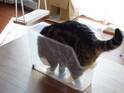 細長いケースに入った猫が…「どこで誰に教えてもらった！？」