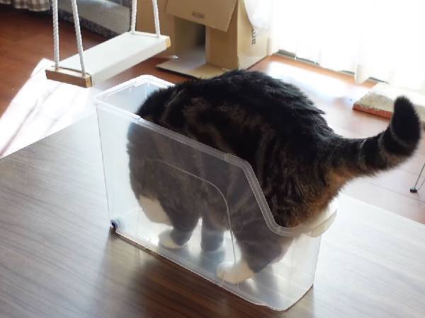 細長いケースに入った猫が…「どこで誰に教えてもらった！？」