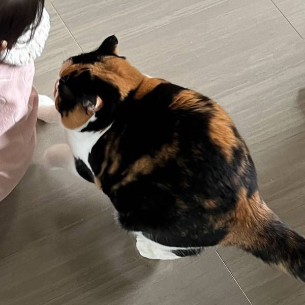 猫のビフォーアフターに目を疑う！　飼い主「え！縮んだ！？」