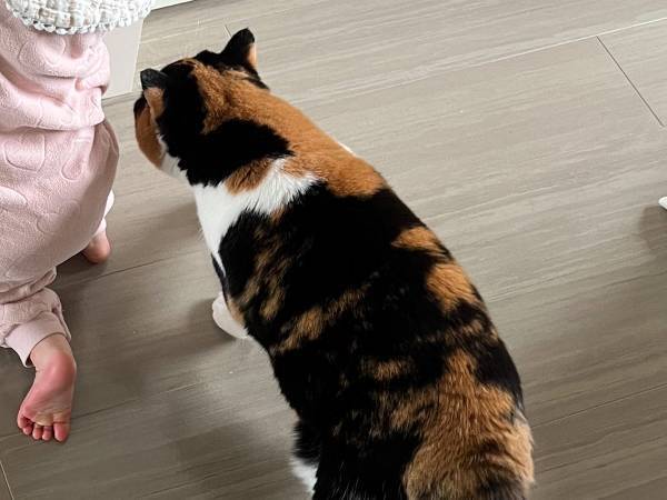 猫のビフォーアフターに目を疑う！　飼い主「え！縮んだ！？」