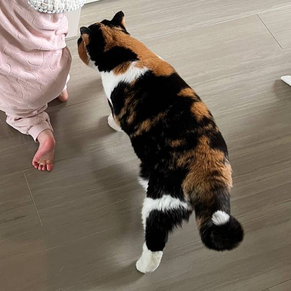 猫のビフォーアフターに目を疑う！　飼い主「え！縮んだ！？」