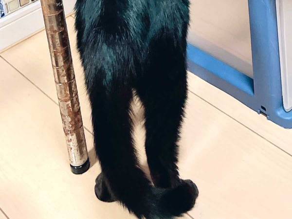 背筋がピーンと伸びた黒猫の様子をご覧ください　「別の生き物みたい…」