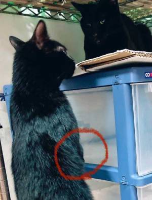 背筋がピーンと伸びた黒猫の様子をご覧ください　「別の生き物みたい…」