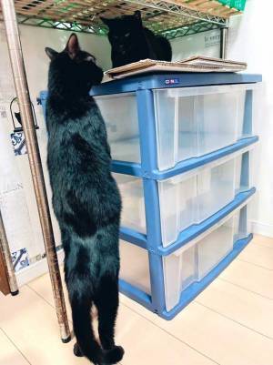 背筋がピーンと伸びた黒猫の様子をご覧ください　「別の生き物みたい…」