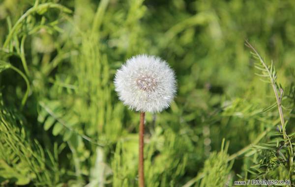 飼い主「立派なタンポポになります」　写真に収めたポメの姿が…？
