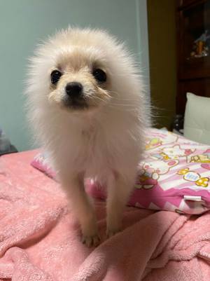 飼い主「立派なタンポポになります」　写真に収めたポメの姿が…？