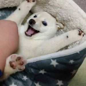 柴犬の写真に「アニメに出てきそう」　表情を見てみると…