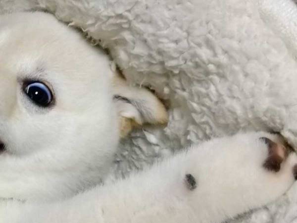 柴犬の写真に「アニメに出てきそう」　表情を見てみると…