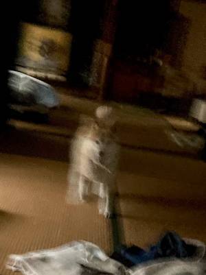 これは悪夢かな…？　飼い主が撮影した柴犬に「強敵に初遭遇した時のやつ」