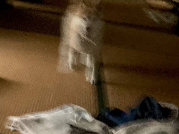 これは悪夢かな…？　飼い主が撮影した柴犬に「強敵に初遭遇した時のやつ」