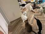 「不注意では済まされない」　猫カフェで発見された『落とし物』