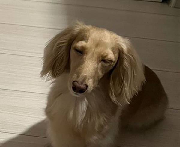 睡魔と食欲におそわれる犬　深夜３時の光景に「笑った」「食欲優先なのかわいい」