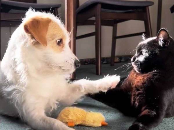 「怒られないかな…」　犬がおそるおそる猫に寄りかかった結果？「吹いた！」