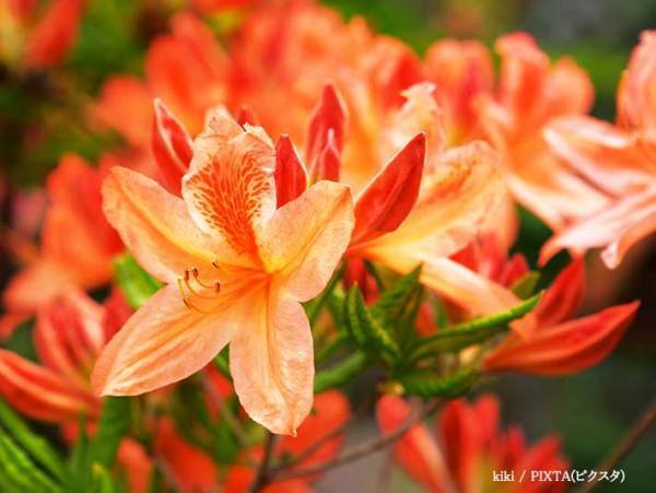 オレンジ色のツツジに要注意　実はコレ…　「知らなかった」「気を付けないと」