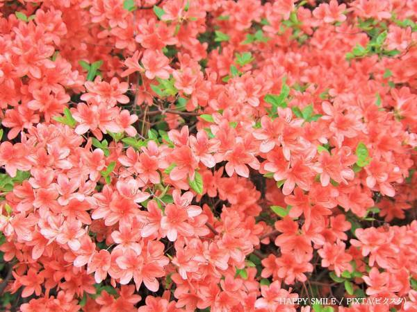 オレンジ色のツツジに要注意　実はコレ…　「知らなかった」「気を付けないと」