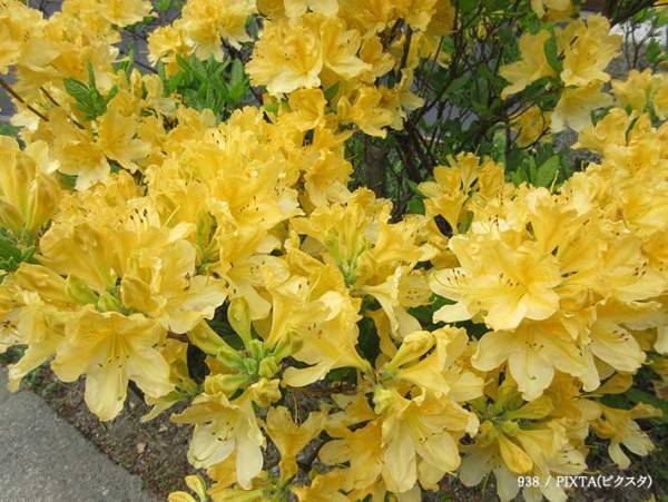 オレンジ色のツツジに要注意　実はコレ…　「知らなかった」「気を付けないと」