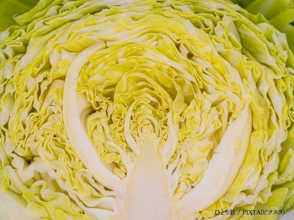 電子レンジで５分半　春キャベツと豚肉の『ミルフィーユ』に箸が止まらん