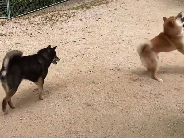 ドッグランの柴犬が…　『人間みたい』な姿に「お嬢様？」「身に覚えが…」