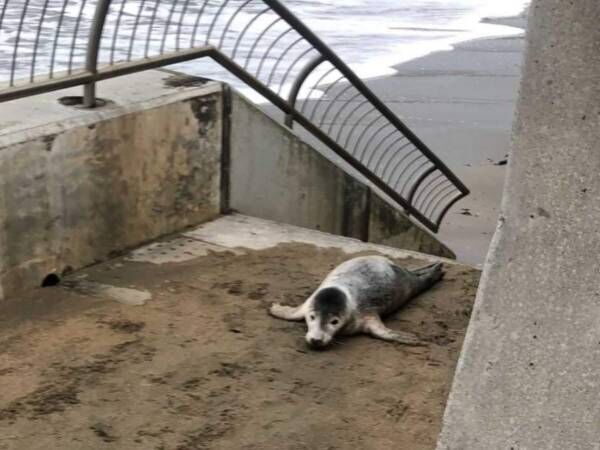 Seal Rescue Ireland