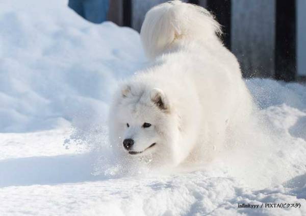娘に抱っこされるポメに、５万人が驚愕　理由に「二度見した」「知っているポメじゃない」