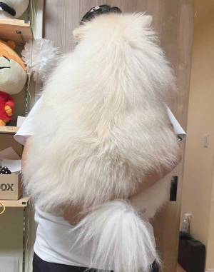 娘に抱っこされるポメに、５万人が驚愕　理由に「二度見した」「知っているポメじゃない」