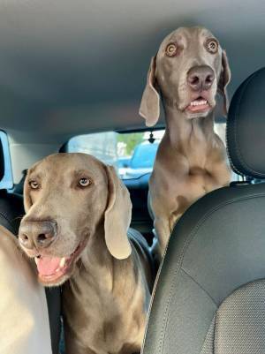 恐怖で凍りついた犬　原因は飼い主の『ひと言』で？