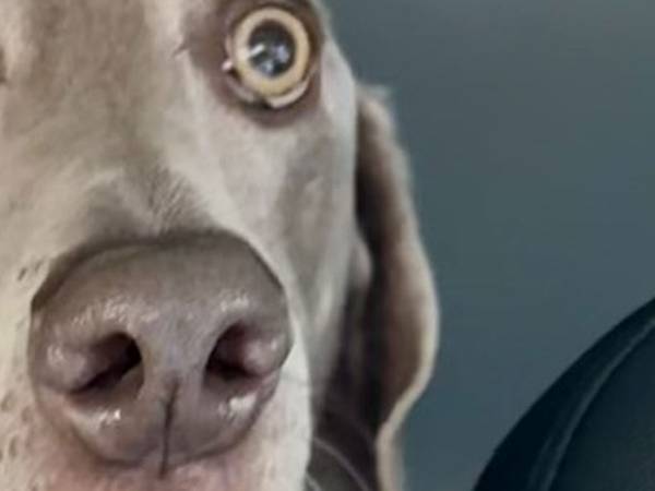 恐怖で凍りついた犬　原因は飼い主の『ひと言』で？