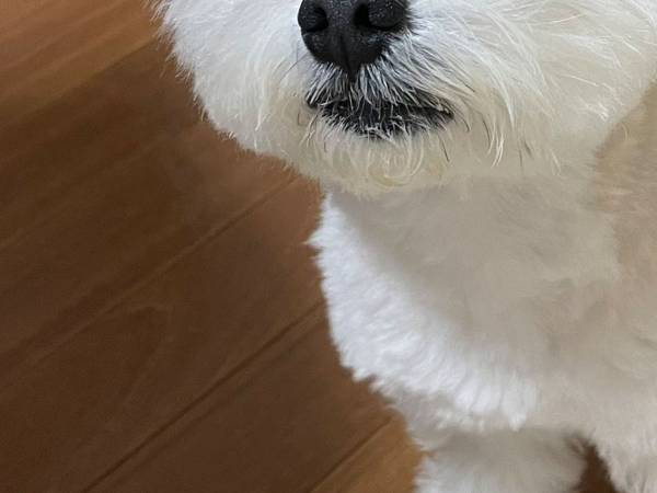 通りすがりの中学生に「犬ではないと思う」といわせた犬が、こちら