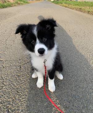 子犬「人生詰んだわ…」　動物病院に来ると？「ごめん笑った」「感情出すぎ」