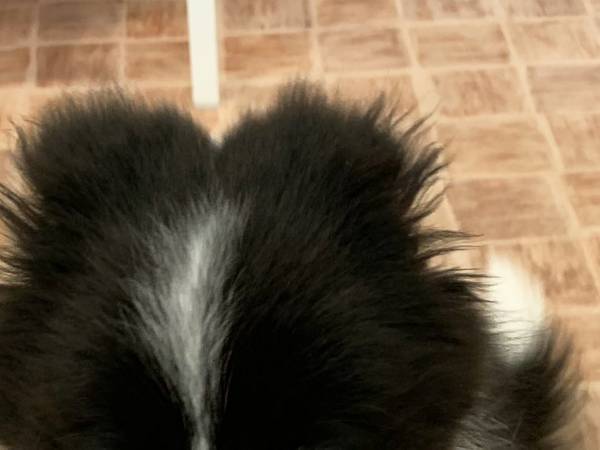 子犬「人生詰んだわ…」　動物病院に来ると？「ごめん笑った」「感情出すぎ」