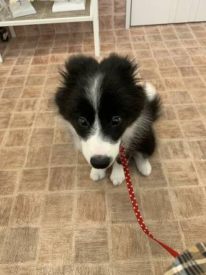 子犬「人生詰んだわ…」　動物病院に来ると？「ごめん笑った」「感情出すぎ」