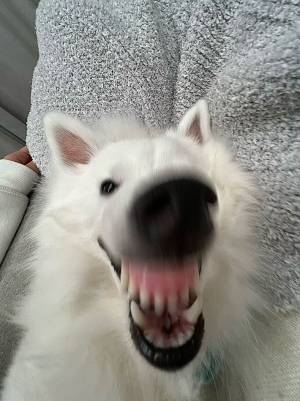 飼い主にキレる犬　バトルが始まりそうな写真に「笑った」「これ見て元気でた」