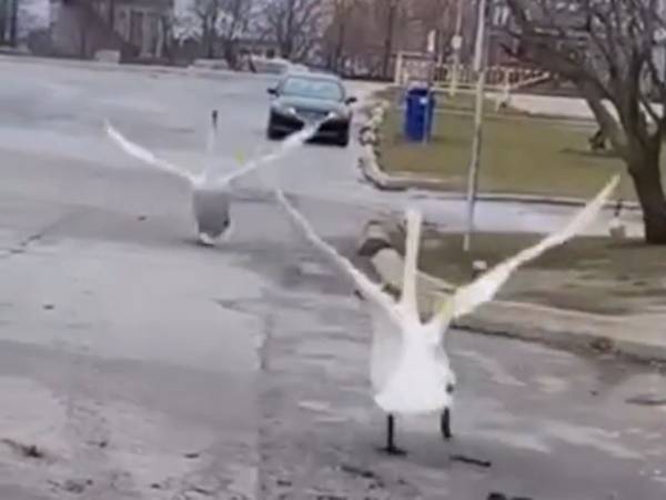 数日ぶりに再会した白鳥のカップル　お互いを見つけた瞬間？「鳥肌が立った」