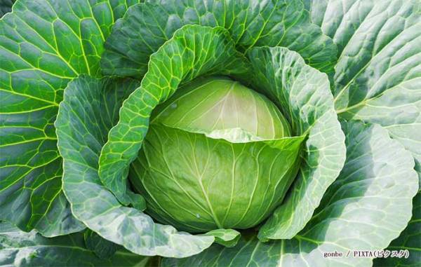 キャベツの外側の葉、捨てた方がいい？　JA嬬恋村の回答に「そうだったのか」