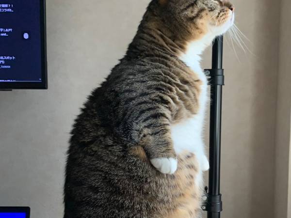 飼い主「天気分かるのか」　外を眺める猫の姿に「美しい」「ペンギンみたいでじわる」